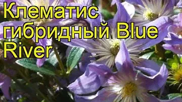 Клематис гибридный Голубая река (Блю ривер). Краткий обзор, описание clematis Blue River