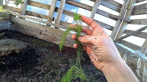 Высадил все растения в болото