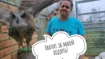 У нас дождь на улице, свет в цветочне, Егор в вольере совы Ёлки.  Всё, осень началась!