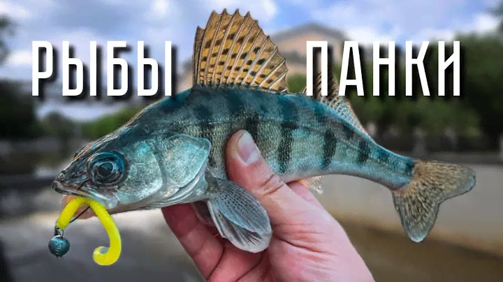 РЫБЫ - ПАНКИ на ЯРКИЙ ТВИСТЕР! Осенний СТРИТФИШИНГ. Рыбалка на спиннинг в ЦЕНТРЕ ГОРОДА.